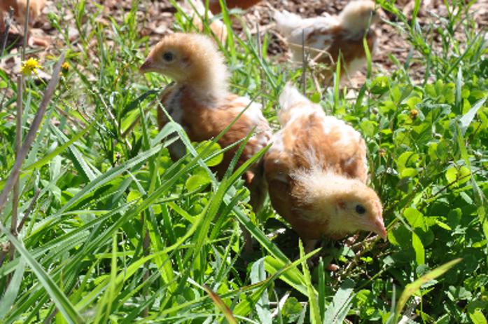 Free range organic chicks