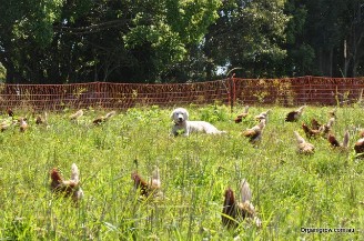 organic egg farm