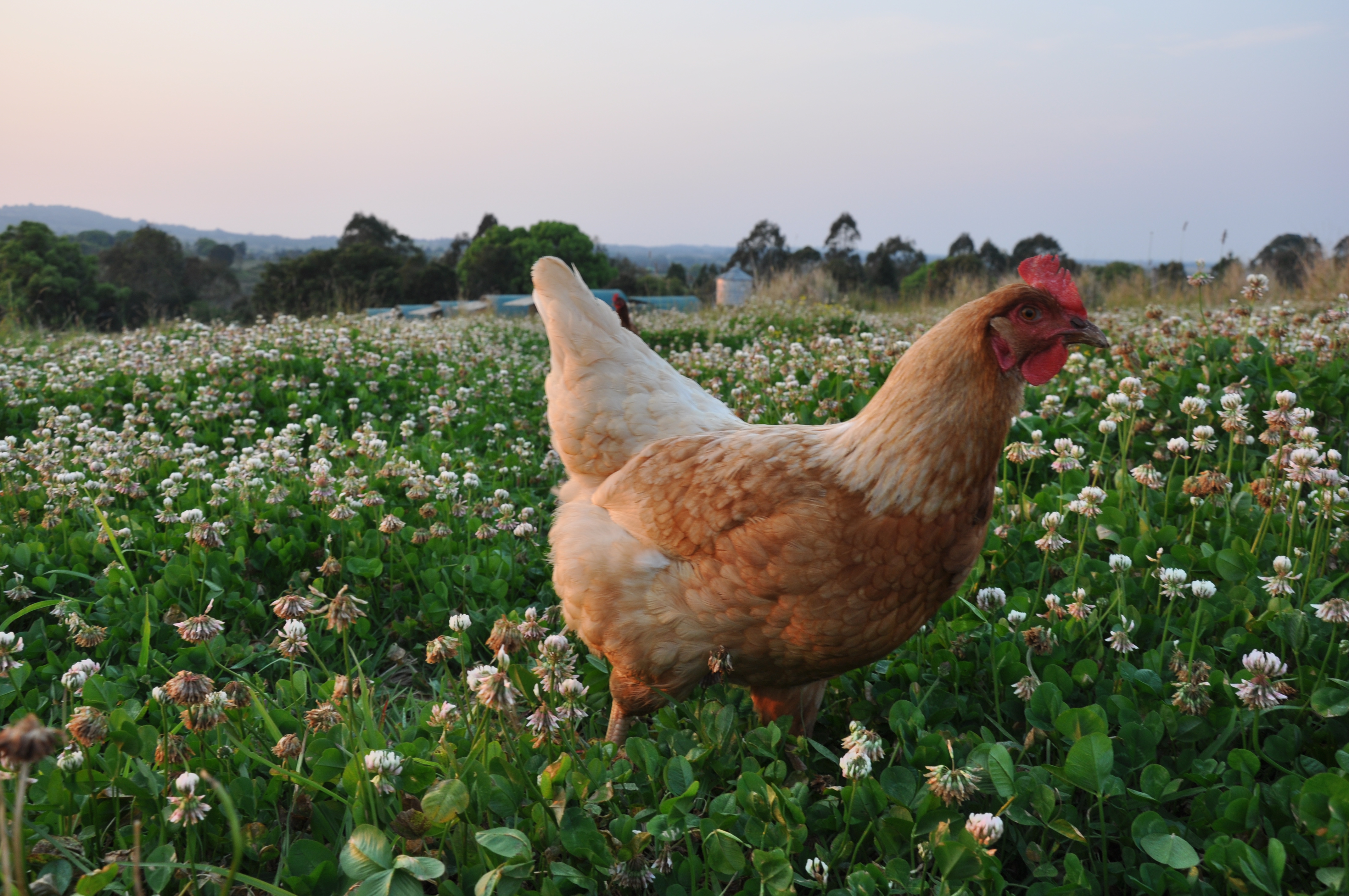 organic free range eggs