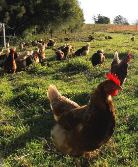 feeding our free range organic hens