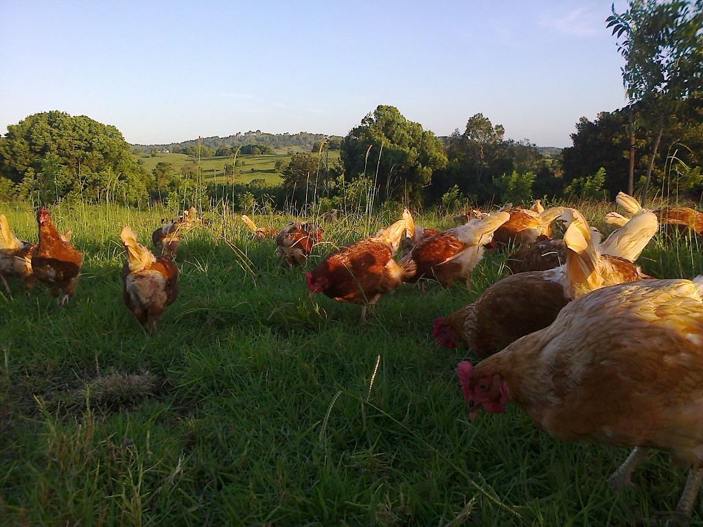 Organic free range egg farm